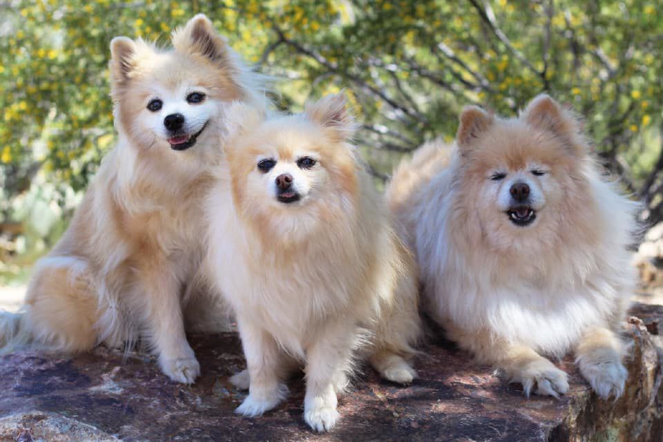 Readers pet photos